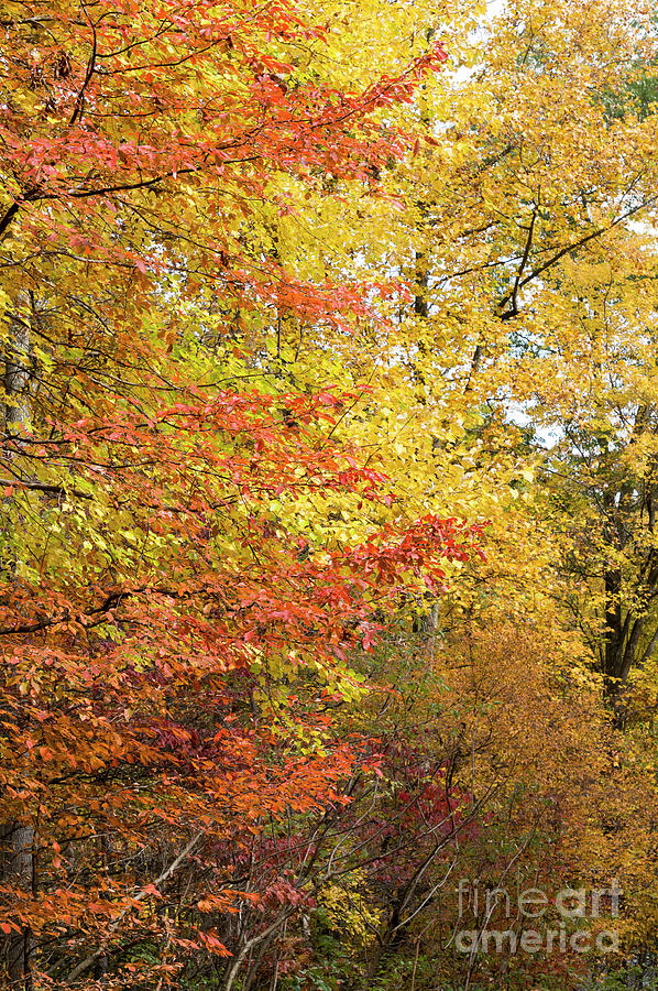 Peaking autumn colors at Seneca Creek State Park in Gaithersburg Photograph by William Kuta