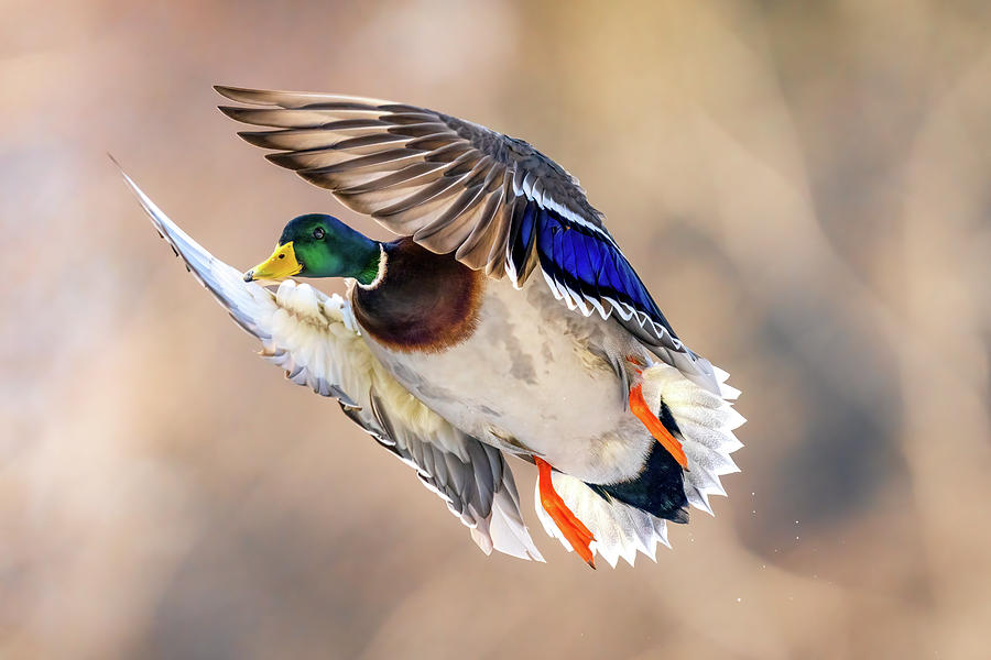Peaking Duck Photograph by James Overesch