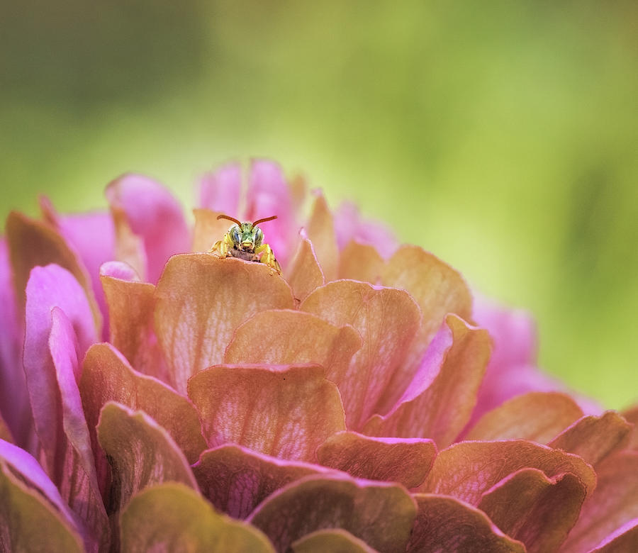 Insects Photograph - Peeking Sweat Bee by Jean Noren