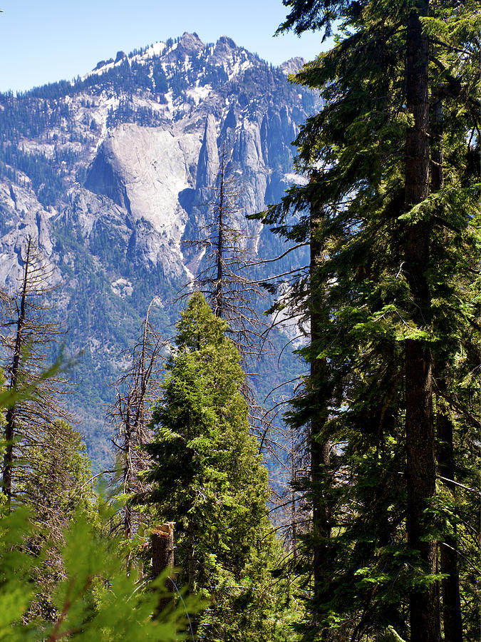 Peaks and Pines in Sequoia National Park, California. Photograph by Ruth Hager