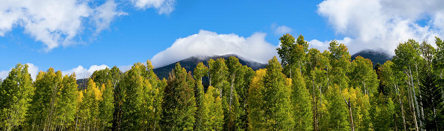 Peaks Hidden by Aspen Forest Photograph by Jim Wilce