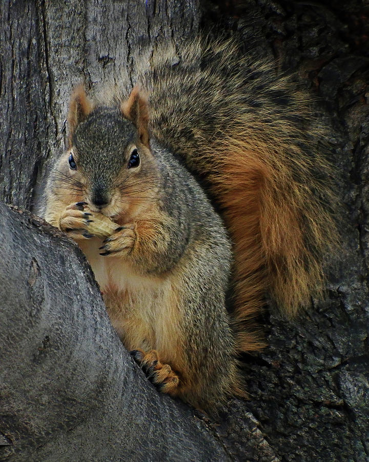 Peanut Bar - Belly Up - Squirrel Photograph by Nikolyn McDonald