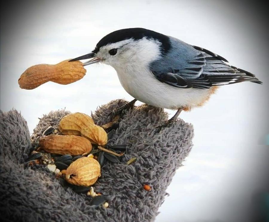 Peanut loving Nuthatch Photograph by Judy Stepanian