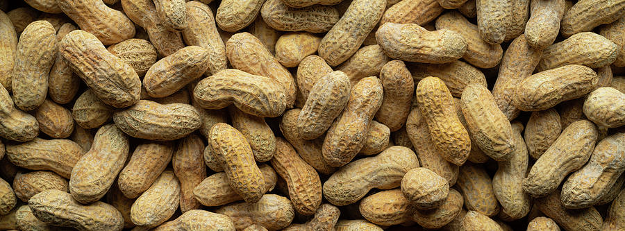 Peanuts In The Shell Panorama Photograph