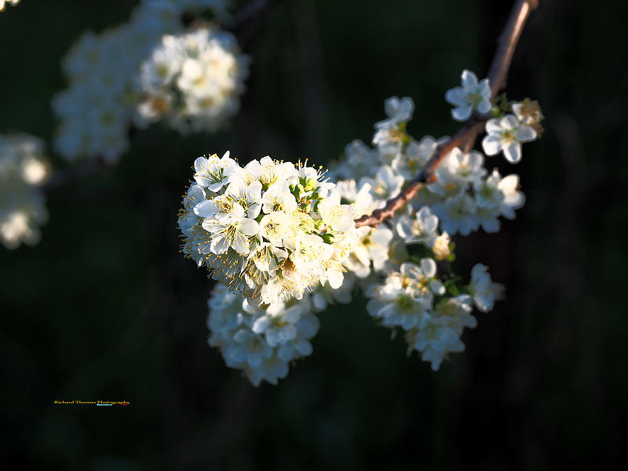 Pear Blossom Cluster Photograph