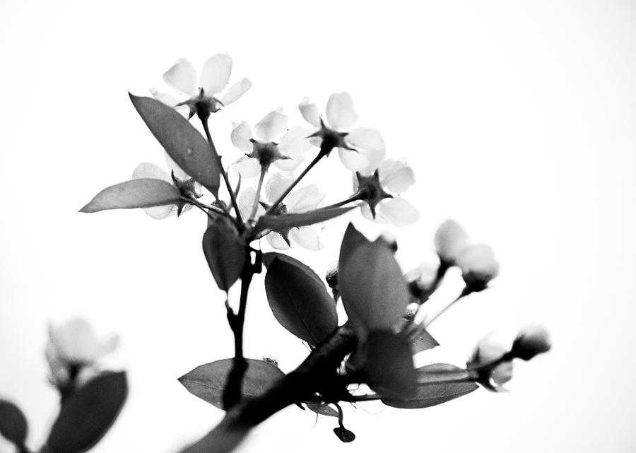 Pear Blossom I Photograph by Joan Han