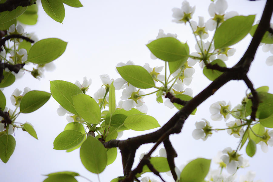 Pear Blossom Photograph by Joan Han