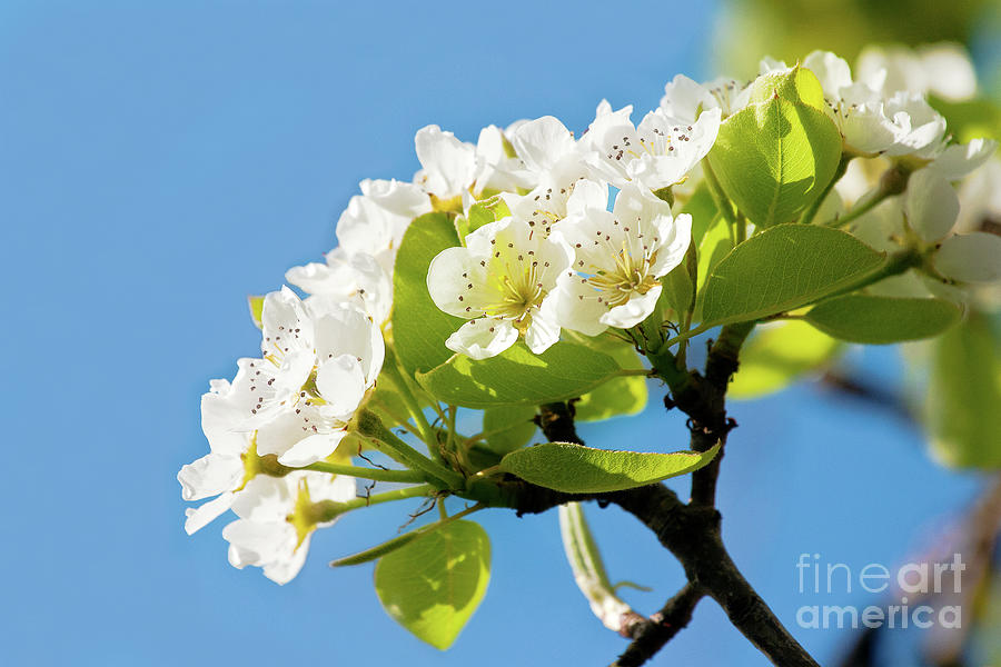 Pear Blossom Photograph by Terri Waters