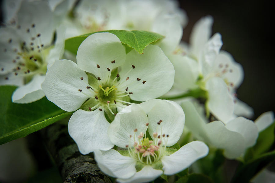 Pear Blossoms in Spring Photograph by Lindsay Thomson