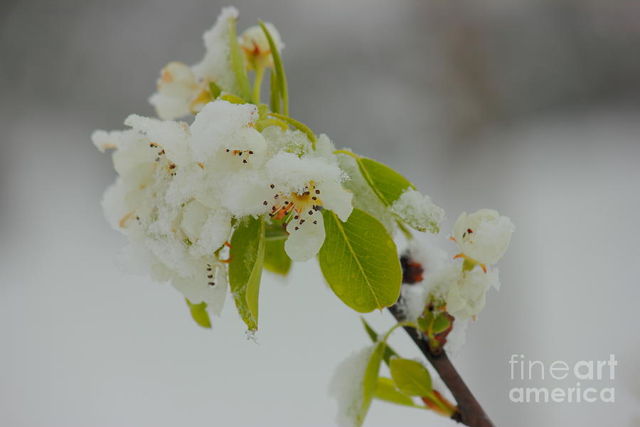 Pear Blossoms Under The Snow Photograph