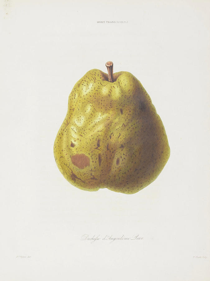 Pear c. 1812  Digital Art by Kim Kent