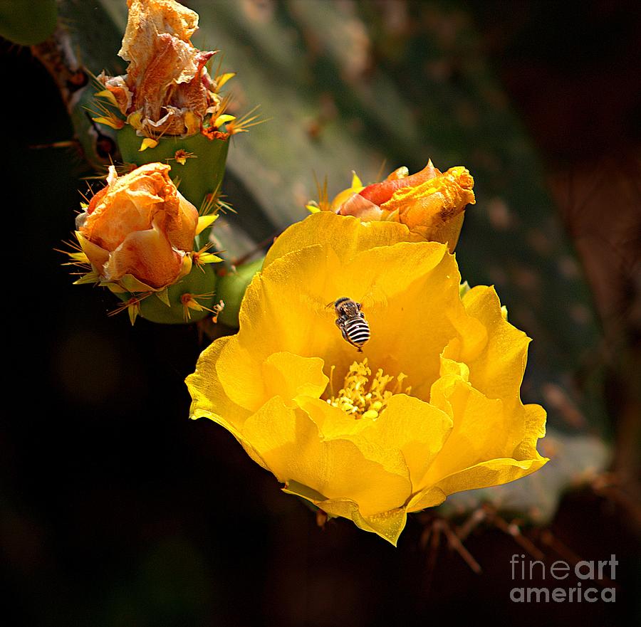 Pear Cactus Flower Visitor Photograph by Charlene Adler