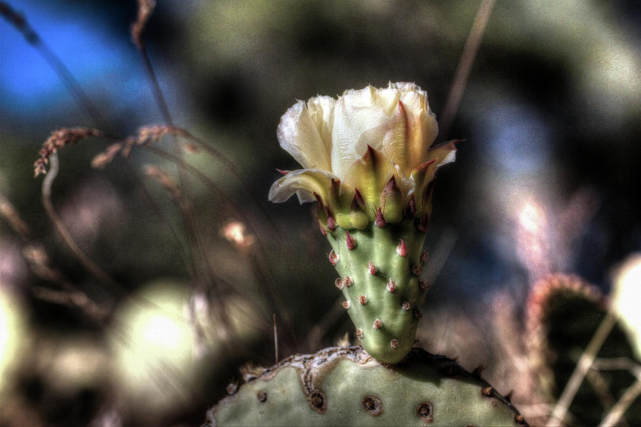 Pear Cactus Photograph by Gary Yost