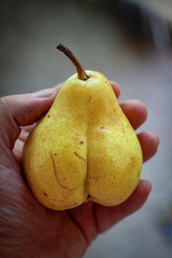 Pear Photograph by Jim Whitley