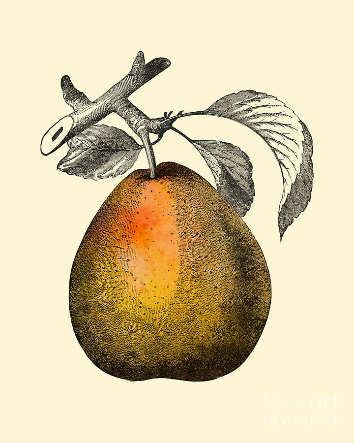Pear Digital Art - Pear Kitchen Decor by Madame Memento
