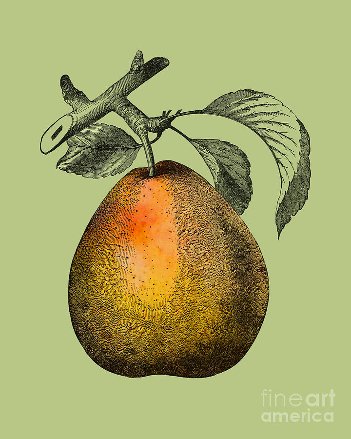 Pear Digital Art - Pear by Madame Memento