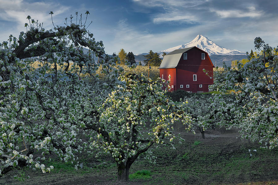 Pear Orchard Blossoms Photograph by Lynn Hopwood