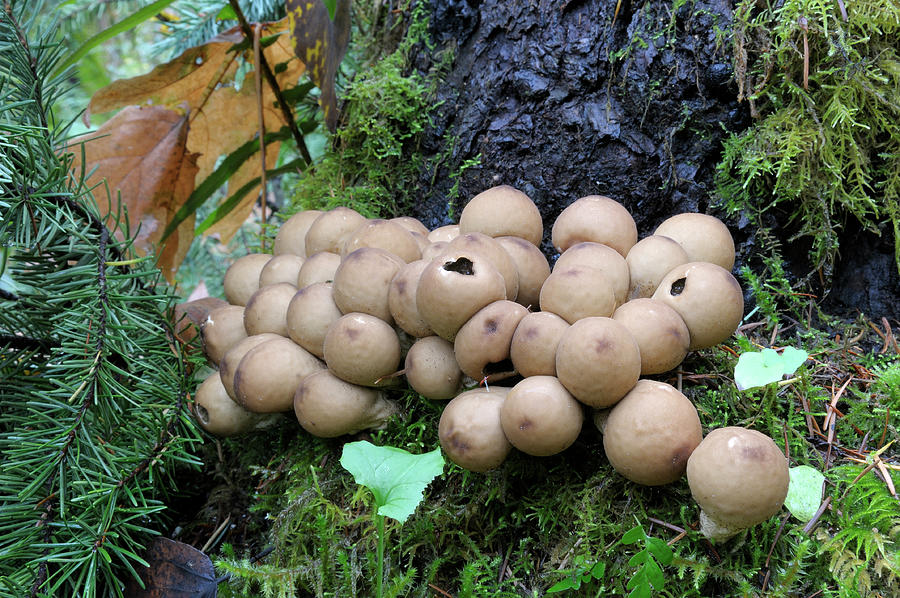 Pear-shaped Puffball, Lycoperdon pyriforme Photograph by Kevin Oke