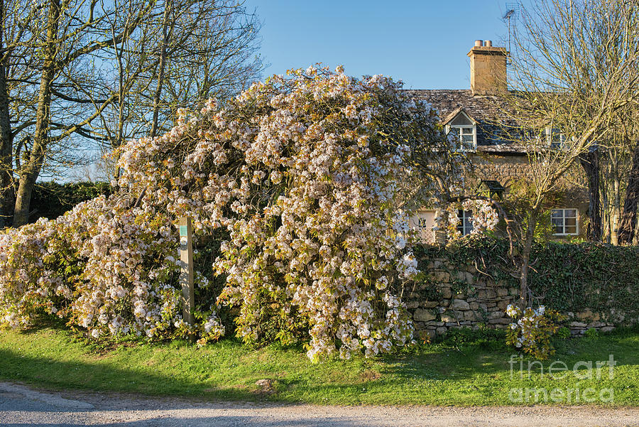 Pear Tree Blossom in the Evening Light in Taddington Photograph by Tim Gainey