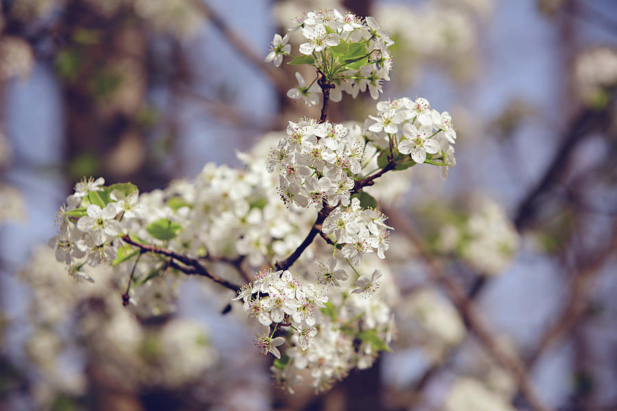 Pear Tree Blossoms in North Carolina Photograph by Carolyn Ann Ryan ...