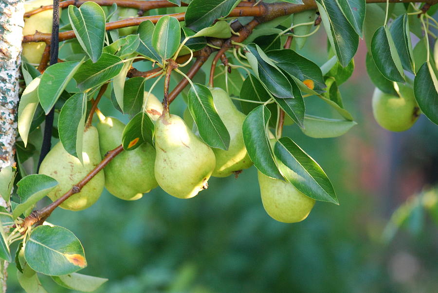 Pear Tree Photograph