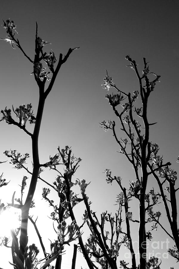Pear Tree In Bud 2, Monochrome Photograph