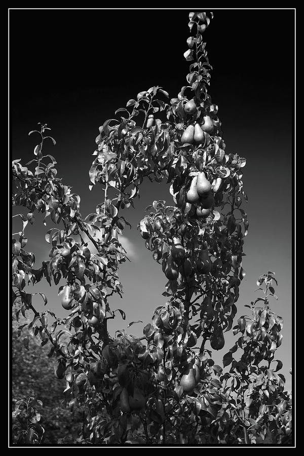 Pear Tree Monochrome Photograph by Jeff Townsend