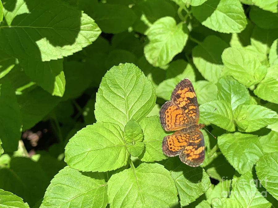 Pearl Crescent Butterfly  Photograph by Catherine Wilson