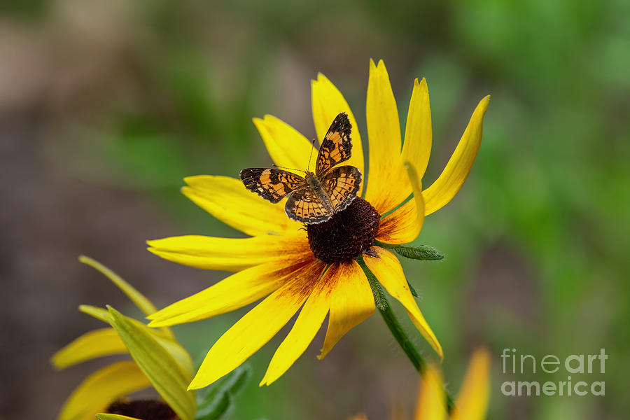 Pearl Crescent Butterfly on Glorioso Daisy Photograph by Bonnie Barry