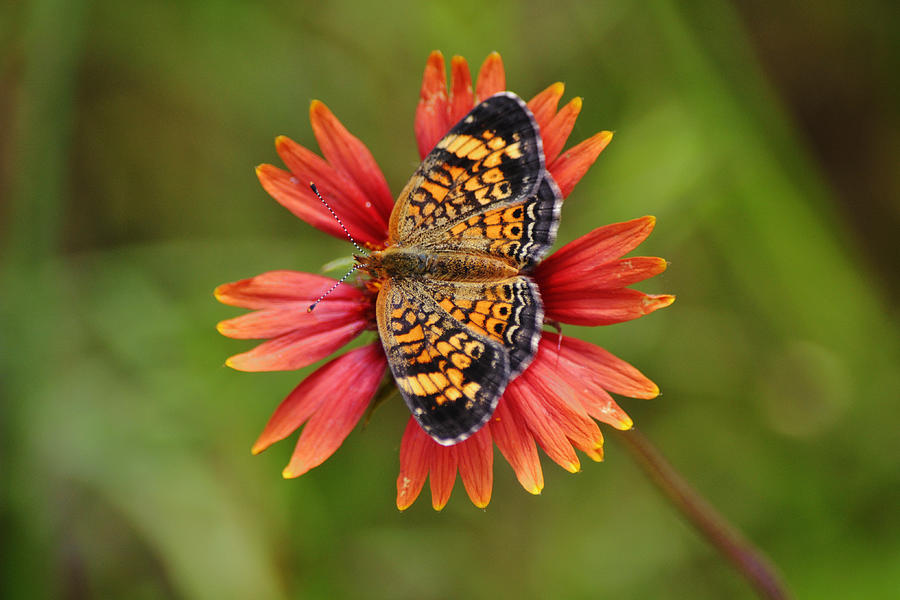 Pearl Crescent Butterfly On Indian Blanket Flower Close Up Photograph