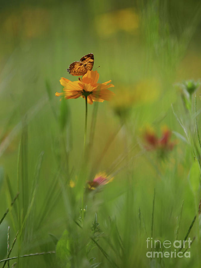 Pearl Crescent Butterfly Perched on a Wildflower Photograph by Diane Diederich