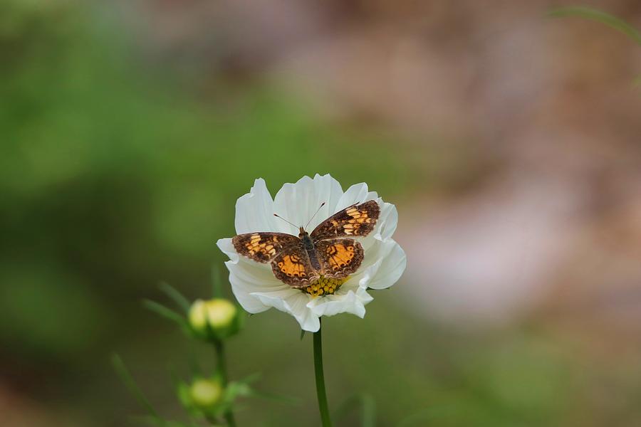 Pearl Crescent Butterfly White Cosmos Photograph