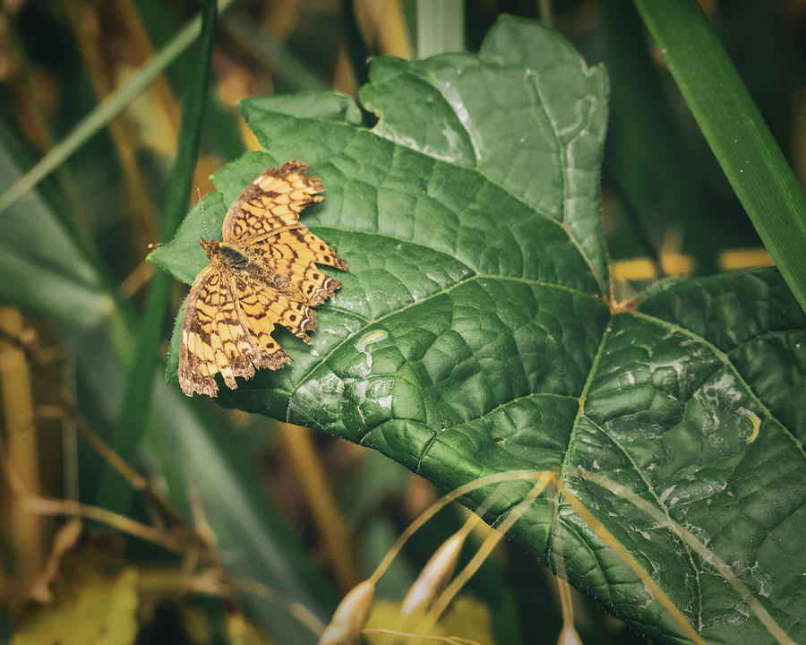 Pearl Crescent Butterfly Wings Spread on a Leaf Photograph by Jason Fink