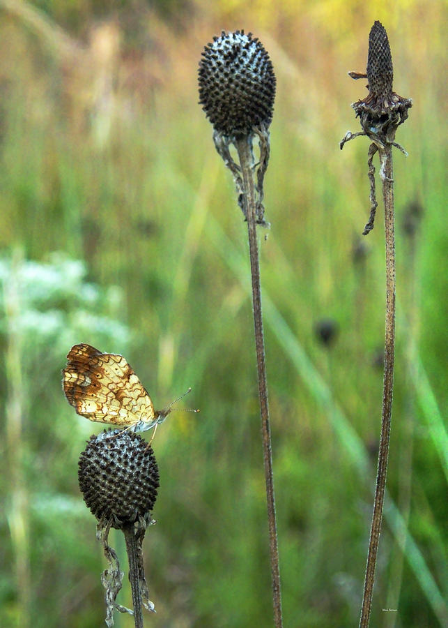 Pearl Crescent on Coneflower Heads. Photograph by Mark Berman
