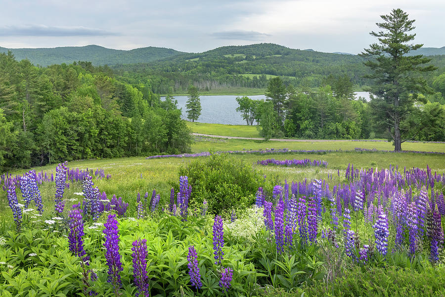 Pearl Lake Lupine Photograph by White Mountain Images