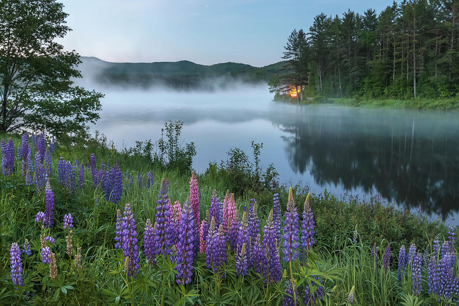 Pearl Lake Lupine Mist Photograph by White Mountain Images