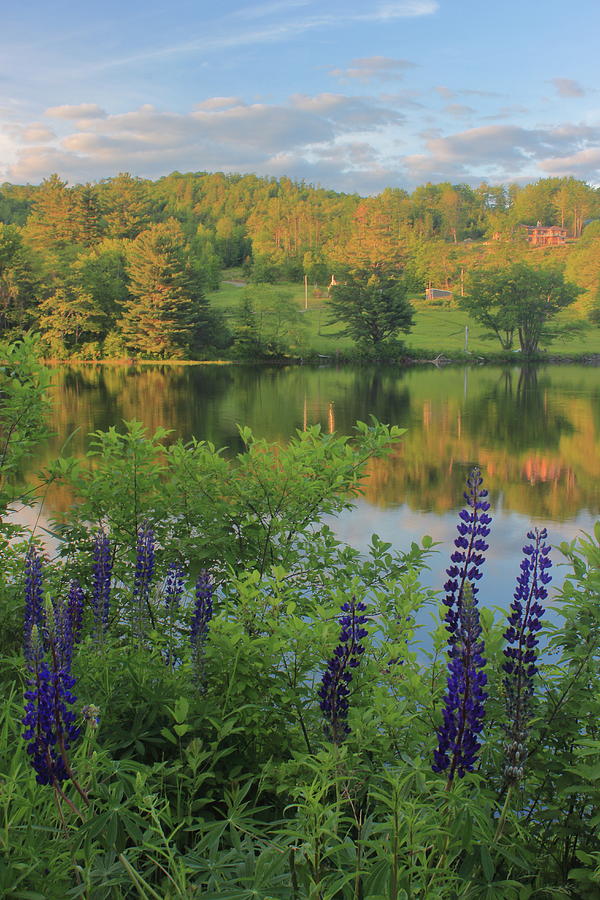 Pearl Lake Lupines In Evening Light Photograph