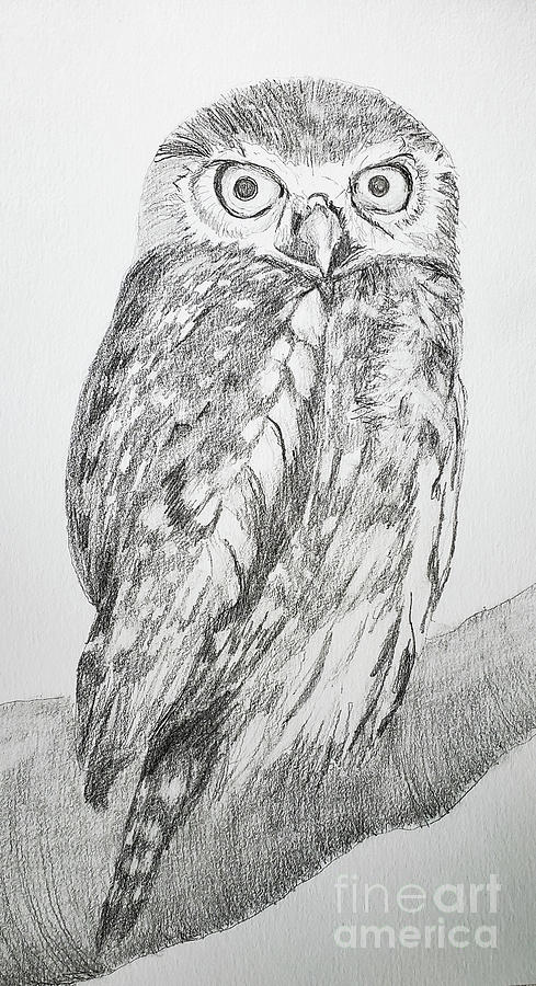 Pearl Spotted Owl Drawing by Mary Capriole