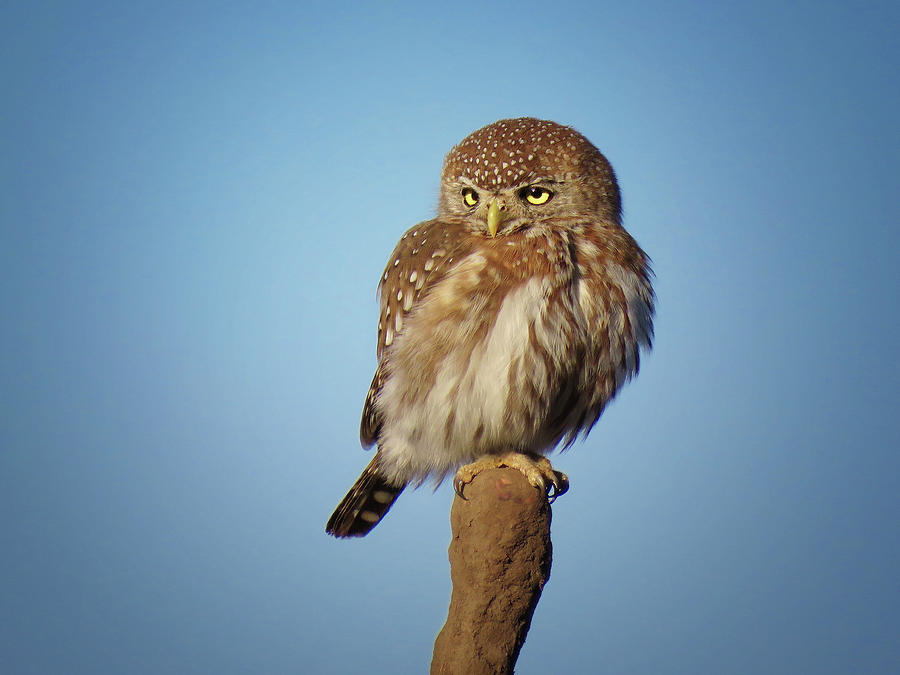 Pearl-Spotted Owlet Photograph by Cheryl Strahl