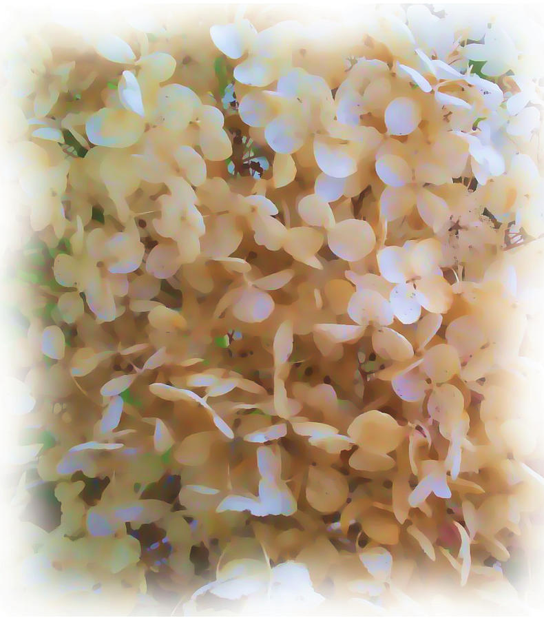 Pearlescent Hydrangea Photograph by Mary Poliquin - Policain Creations