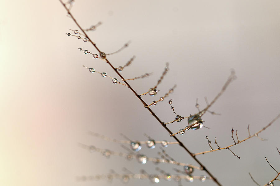 Nature Photograph - Pearls by Prerna Jain