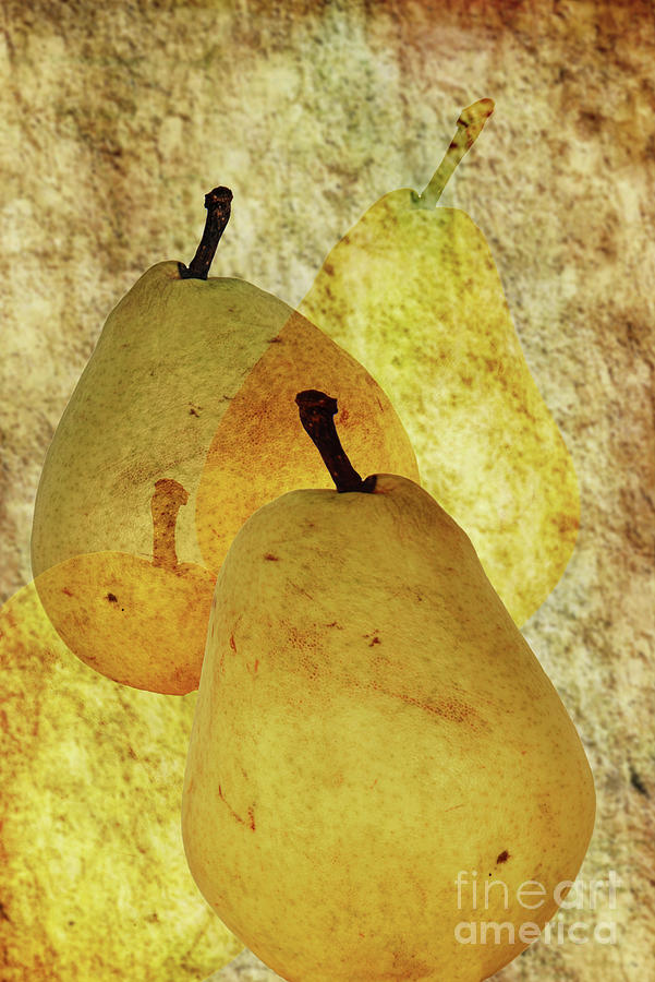 Pears - Contemporary Still Life Photograph by Regina Geoghan