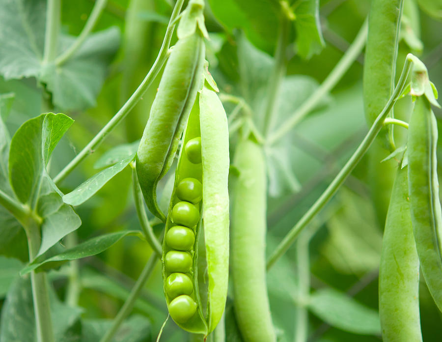 Peas in a pod hanging on a vine in nature Photograph by Ksena32