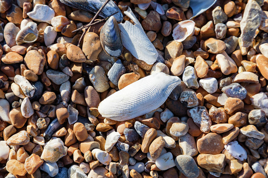 Pebbles and sea shells Photograph by Richard Donovan