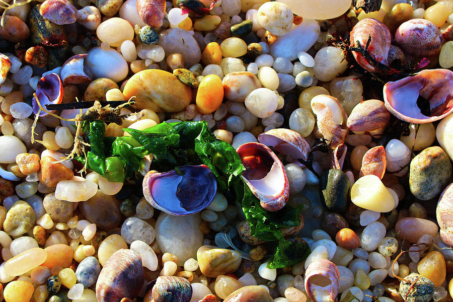 Shell Photograph - Pebbly and Shell Beach by Selena Lorraine