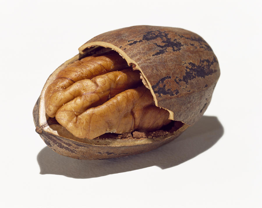 Pecan nut Photograph by Nicholas Eveleigh