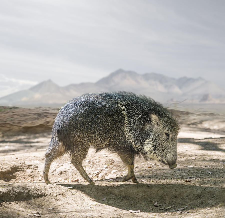 Peccary in Naturalistic Setting Photograph by Ed Freeman