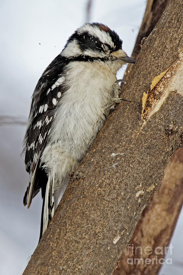 Pecking Downy Woodpecker I Photograph by Natural Focal Point Photography