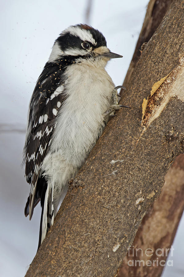 Pecking Downy Woodpecker II Photograph by Natural Focal Point Photography