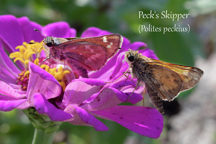 Pecks Skipper, pair Photograph by Mark Berman